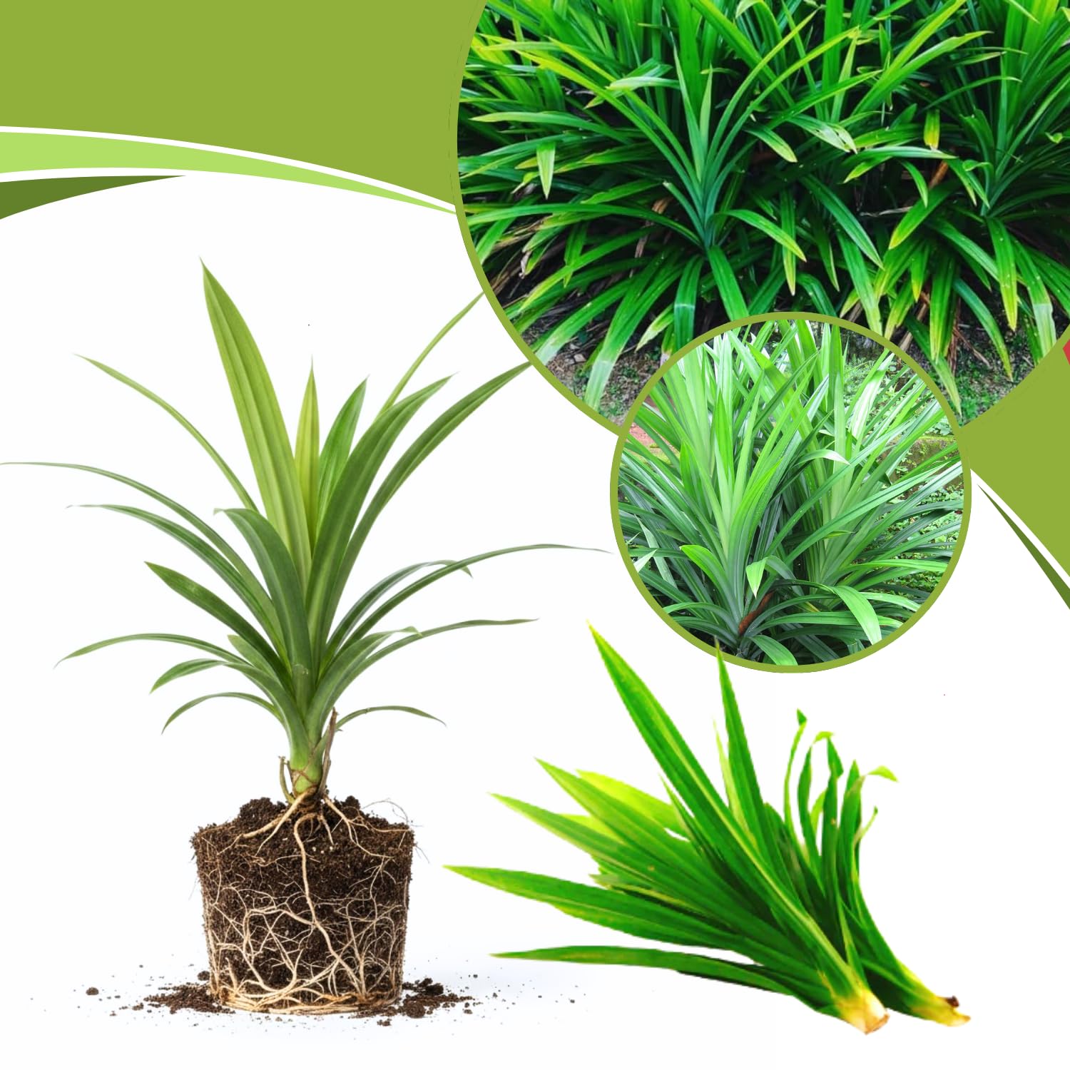 Pandan Plant Live Well-Rooted, 4-6” Tall, Fragrant Tropical Pandan Herb for Home Garden