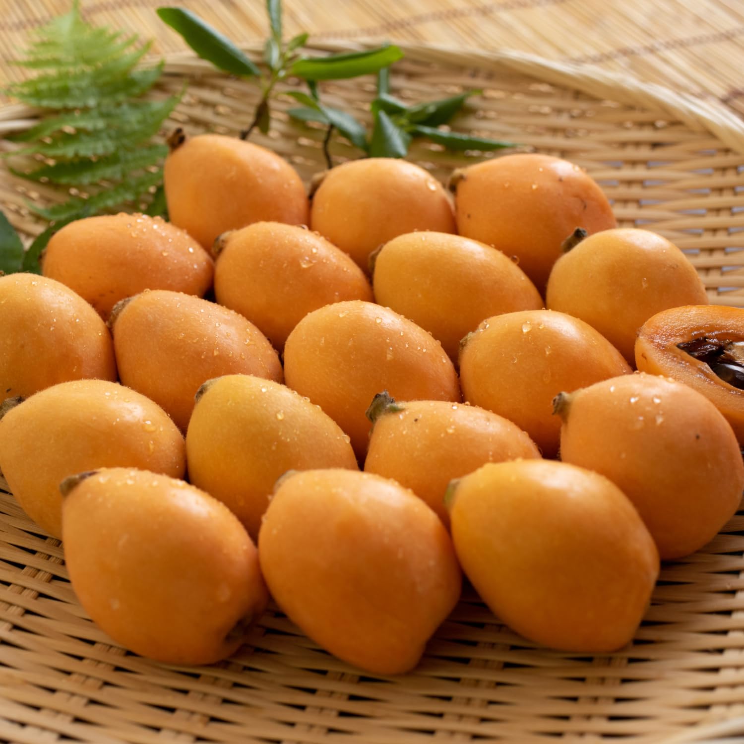 Loquat Plant Live 3 Gallon Pot, Seedling Tropical Outdoor Fruit Tree, Golden Loquat for Growing, 2 to 3 Ft Tall, No Ship to CA
