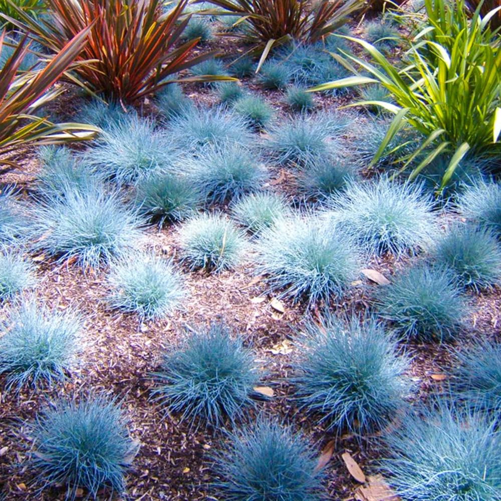2 Blue Fescue Grass Plants Live, Ornamental Grass Live Plants, Blue Grass Seedings Indoor Outdoor