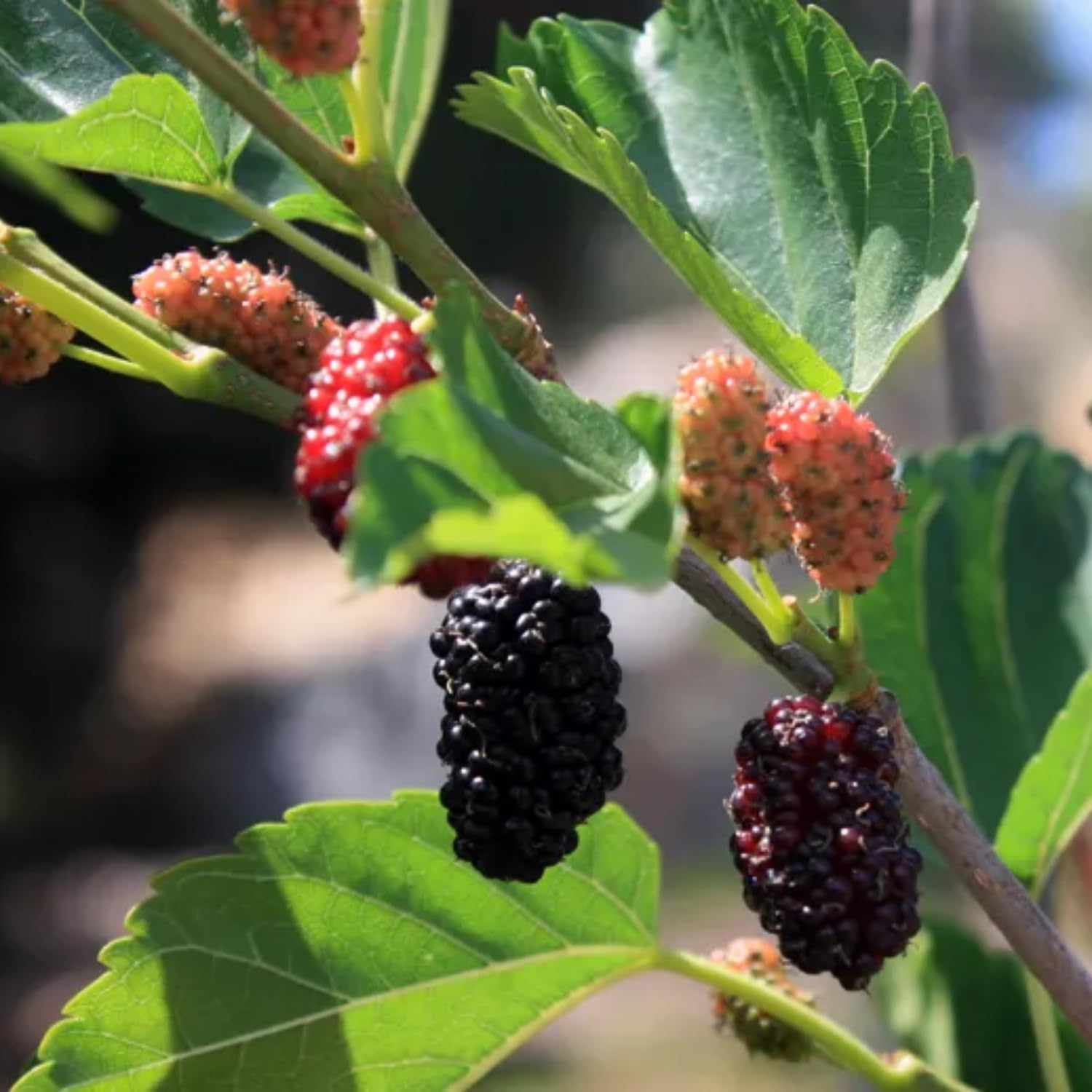 2-Pack Dwarf Mulberry Plants Live, Mulberry Fruit Trees, Hardy Mulberry Trees Live Plants, Mulberry Seedlings, 5-9 Inch Tall