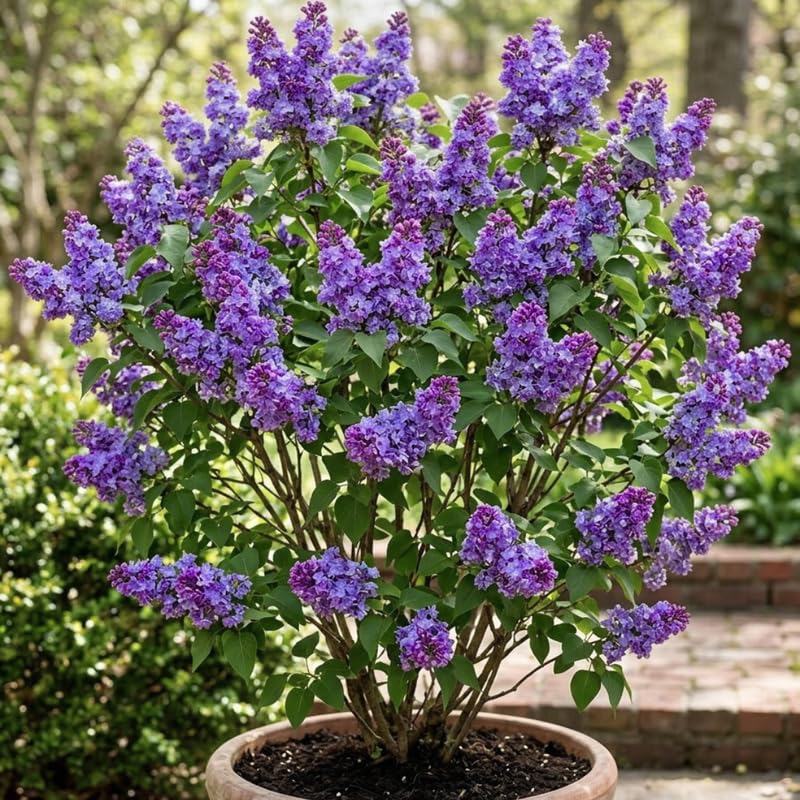Blue Lilac Live Plant, Syringa Flowering Shrub, 6"+ Tall