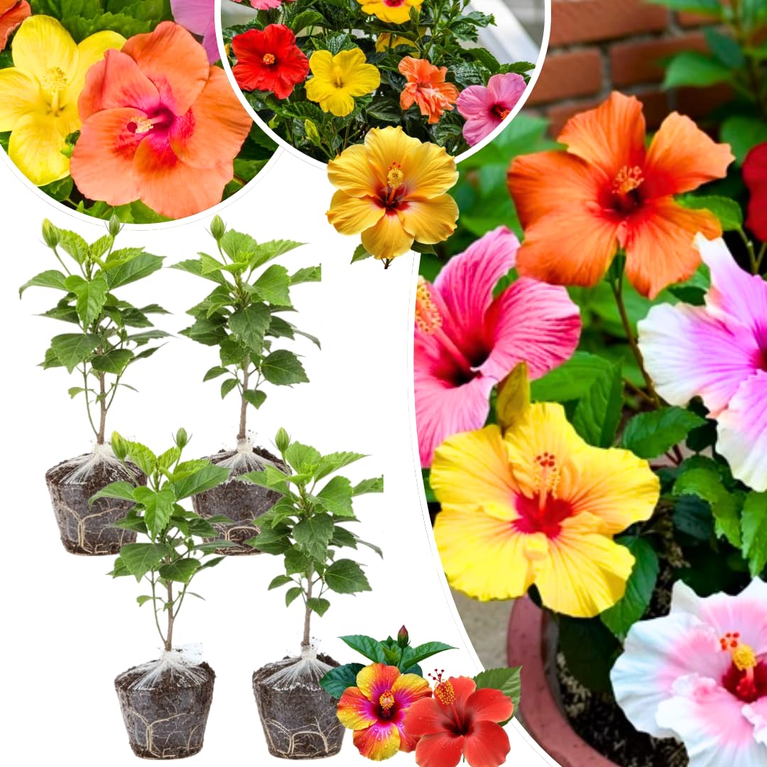 Set 4 Hibiscus Plants Live, Tropical Flowering Shrub, 4-8" Tall, Cold Hardy Bush (Mixed Hibiscus)