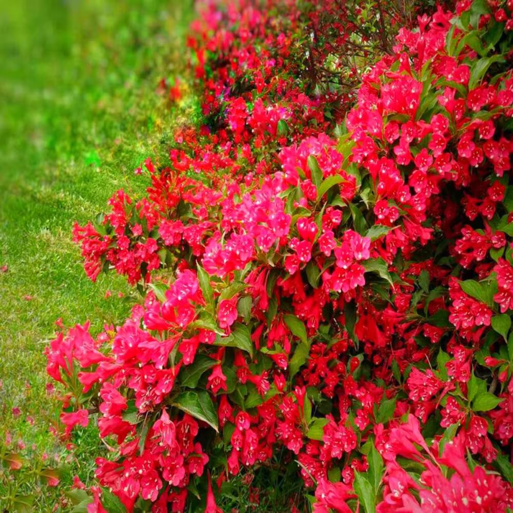 Red Weigela Live Plant, Spring Blooming Shrub in 4” Pot, Hardy Perennial Flowering Bush for Garden Borders, Cold Hardy, Dormant in Winter