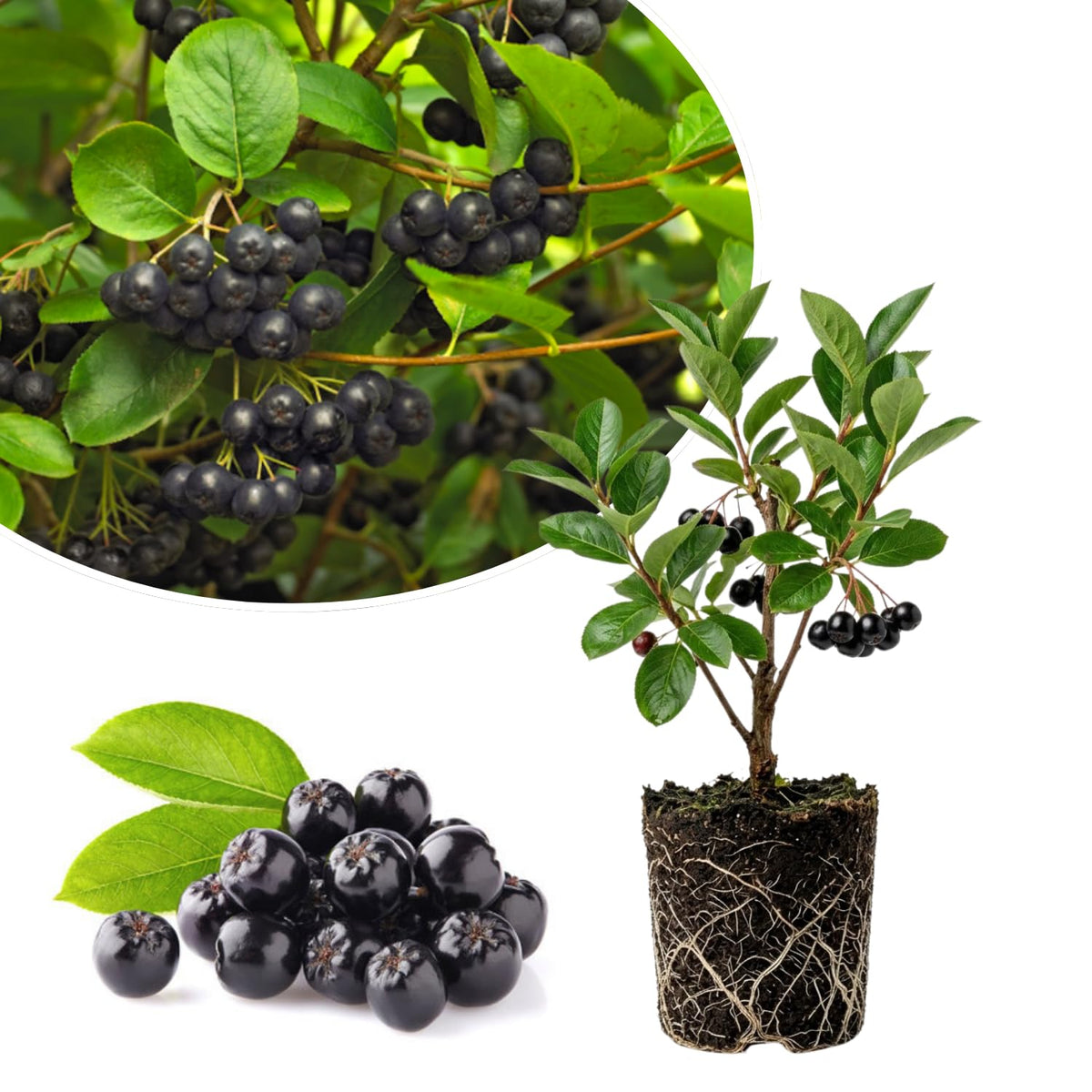 Black Chokeberry Tree Live Plant, Aronia Edible Berry Shrub, 5-8 Inch Tall
