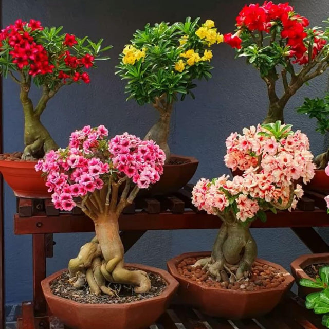 SUCCULENTS Collection - Verdure Lab