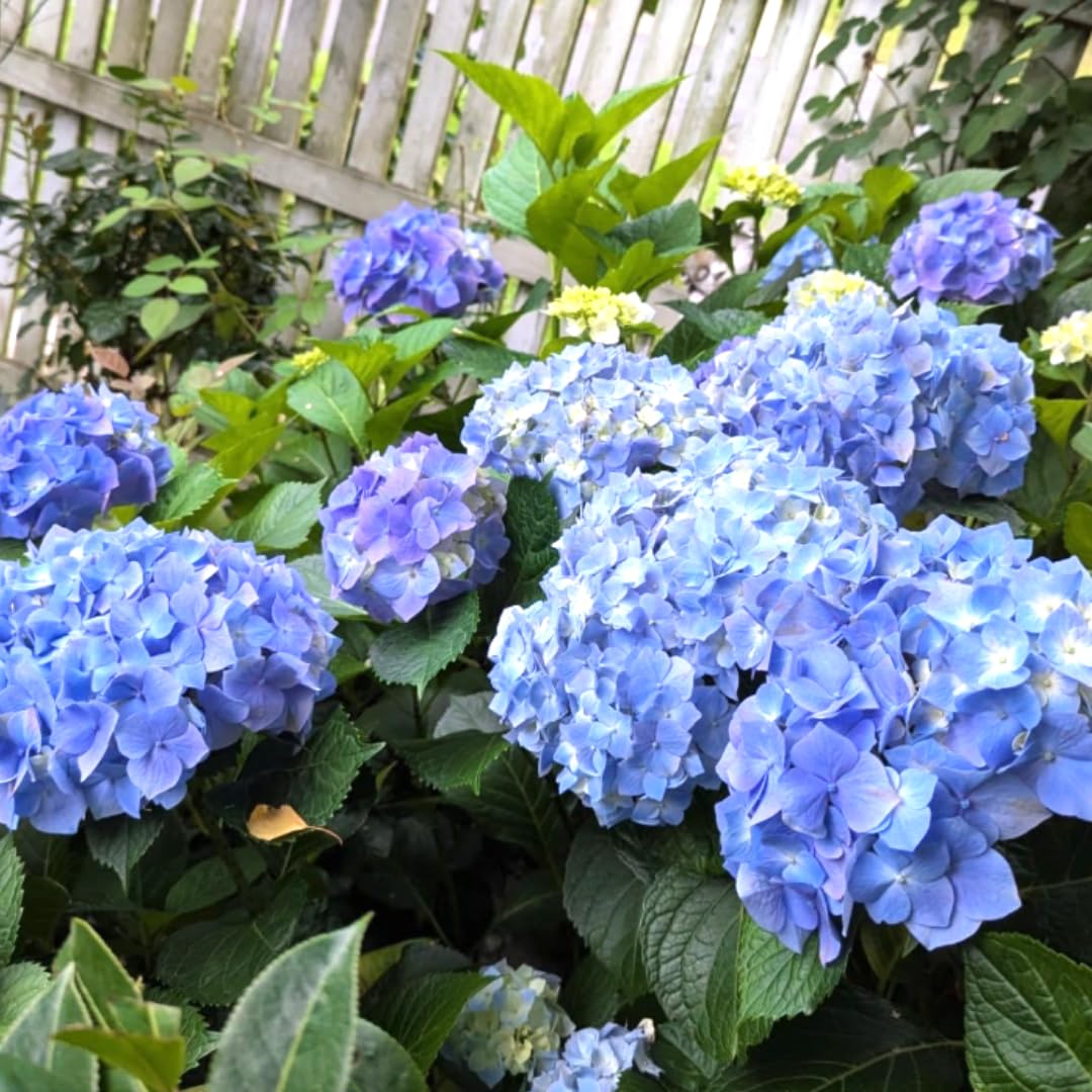 2 Blue Hydrangea Plant Live Rooted Cutting, Hydrangea Tree Live Plant for Planting, 8 to 12 Inc Tall