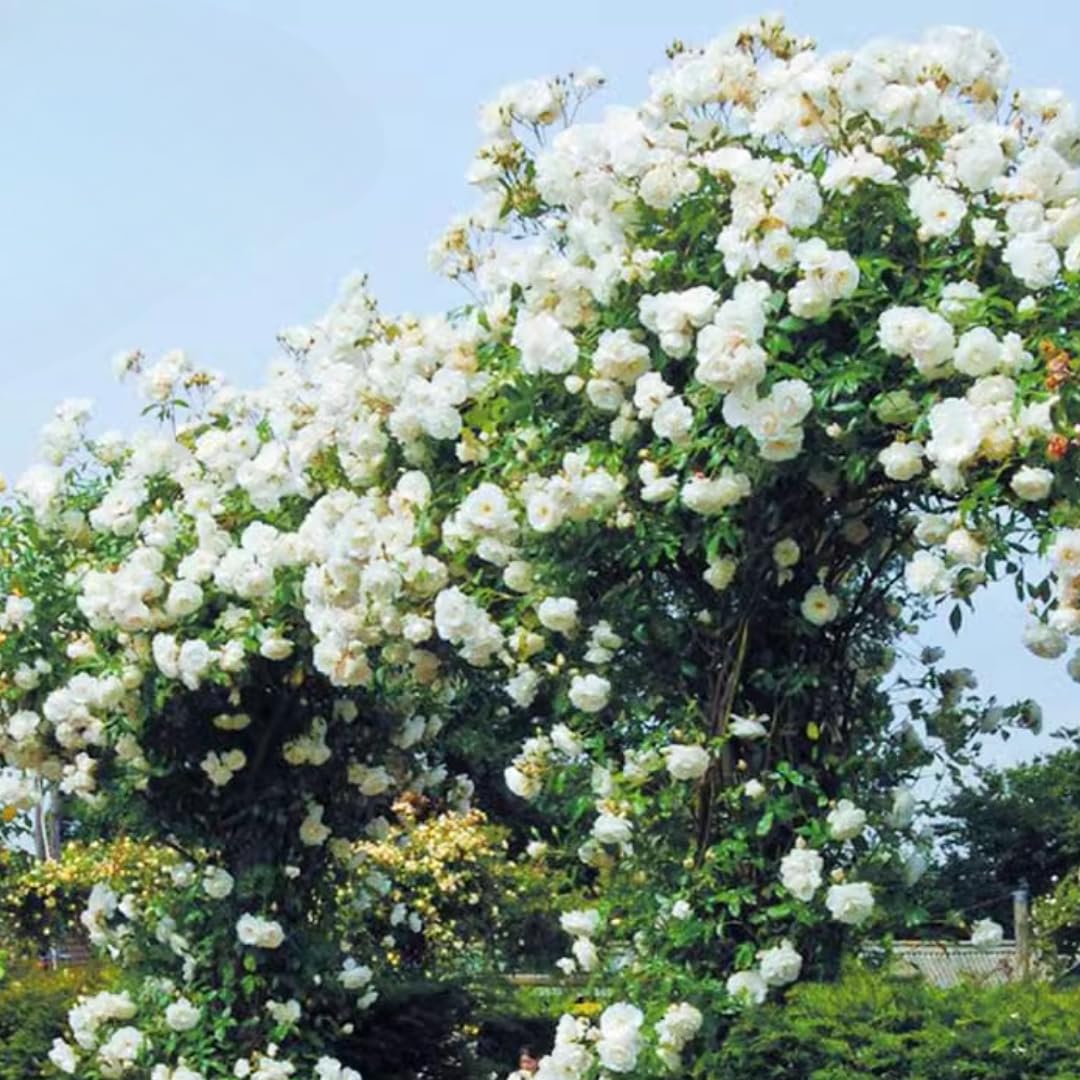 2 White Rose Plants Climbing, Roses Bushes Plant Live Trees, Fragrant and Well-Rooted, Starter 4 to 9 Inc Tall, No Leaf, Vining Roses for Planting Outdoor, Colorful Blooms