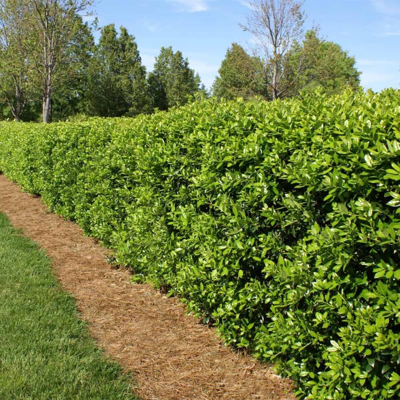 Dwarf Holly Tree Live Plant in Quart Pot, Elegant Plant for Landscapes,Yard, Outdoor Planting, Dormant in Winter, Fast Growing Shrub Hardy