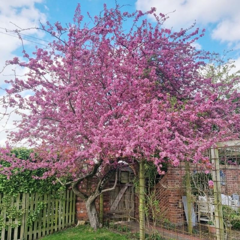 Cherry Blossom Tree, Dark Pink Cherry Tree Live Plant, 6-12 Inch Tall in 2.5 Inch Pot, Dormant in Winter