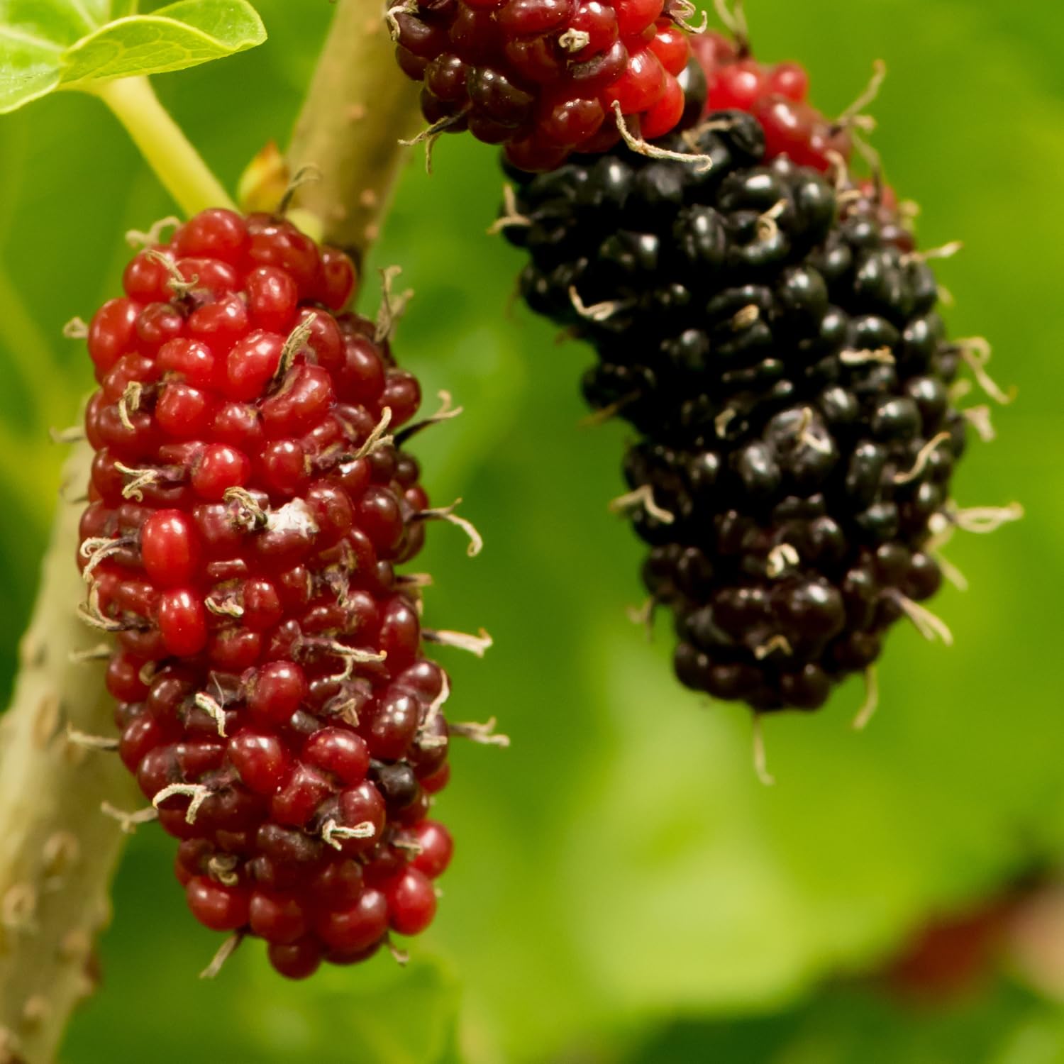 Red Mulberry Tree Live Plant Well-Rooted, Berry Seedlings Mulberries Fruit Edible, Outdoor Planting, 4-8 Inc Tall, No Pot