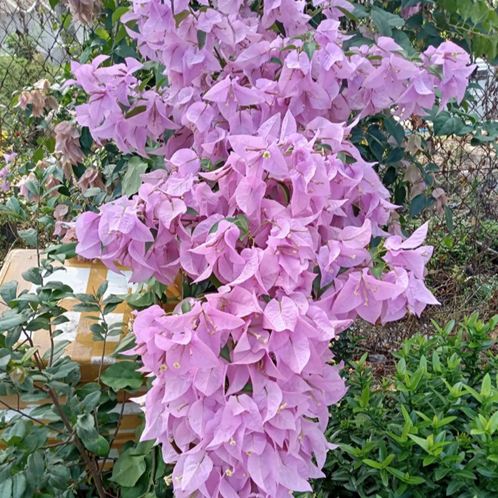 2 Bougainvillea Plants Live, Bougainvillea Flowering Vine Plant, Colorful Climbing Plants for Indoor Outdoor Garden 4-7 Inches (Lavender)
