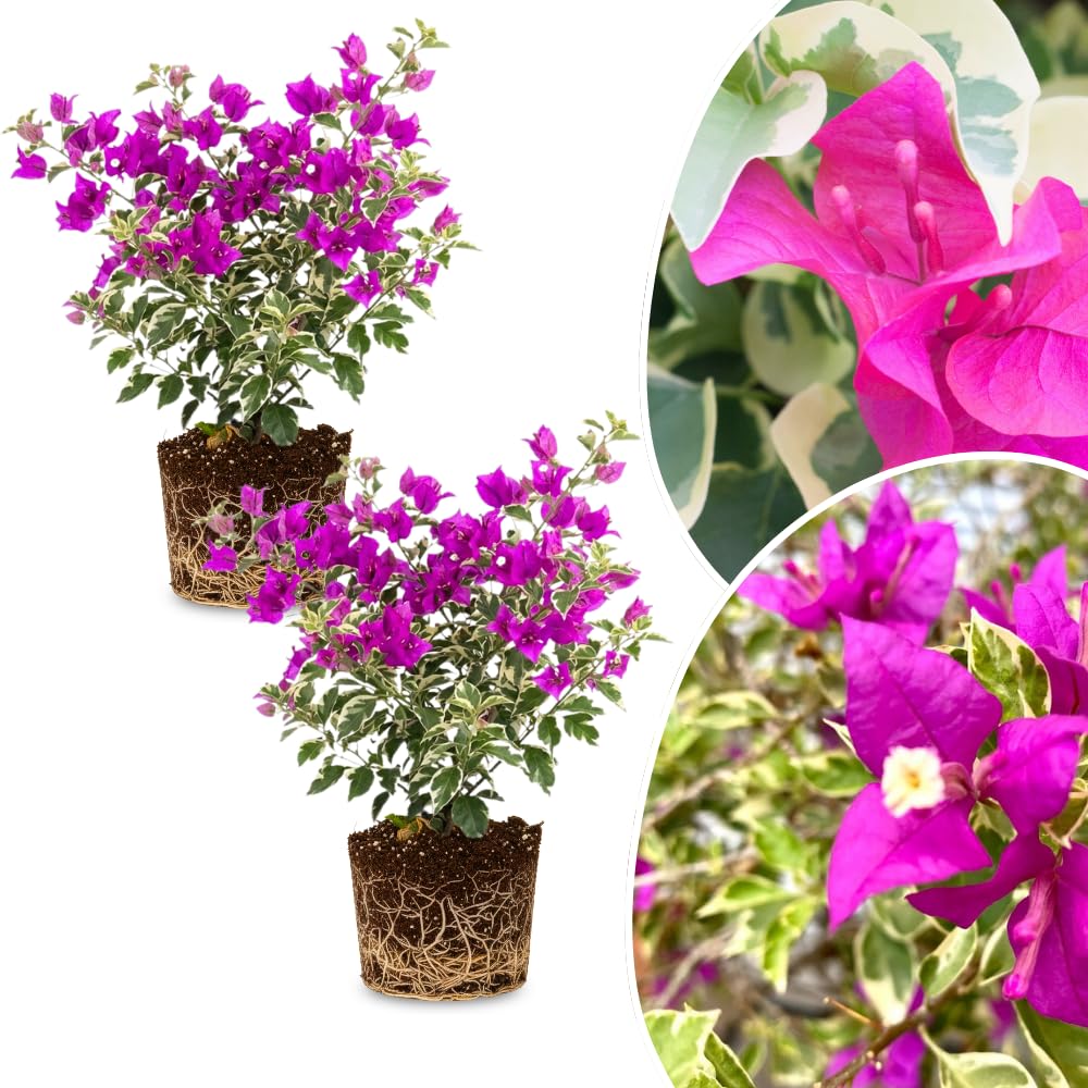 2 Bougainvillea Plants Live, Bougainvillea Flower Vine Plant, Indoor Outdoor Garden 4-7 Inches (Blueberry Ice)