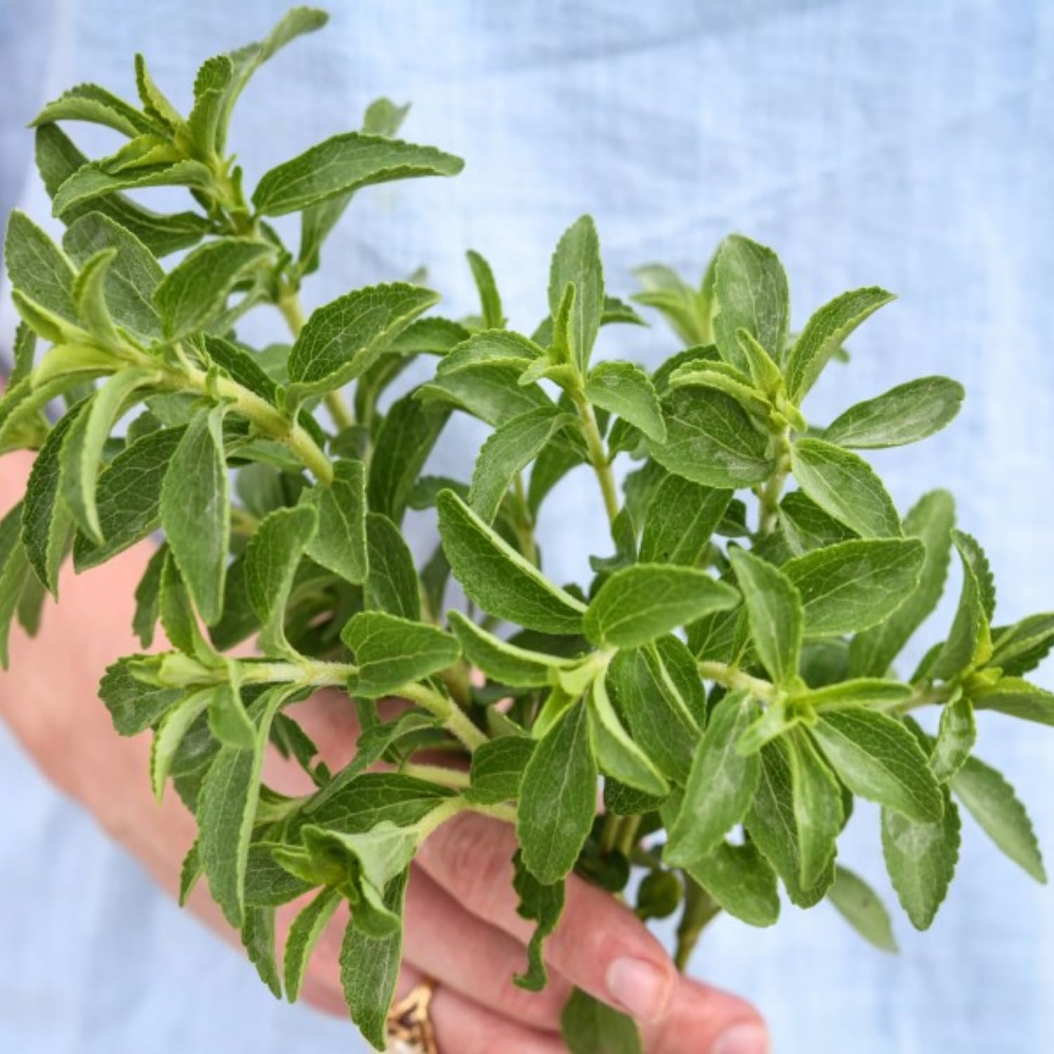 2 Stevia Plants Live, 4 to 6 Inches Tall, Stevia Mint Herb Plants Live Gardening Growing Indoor Outdoor