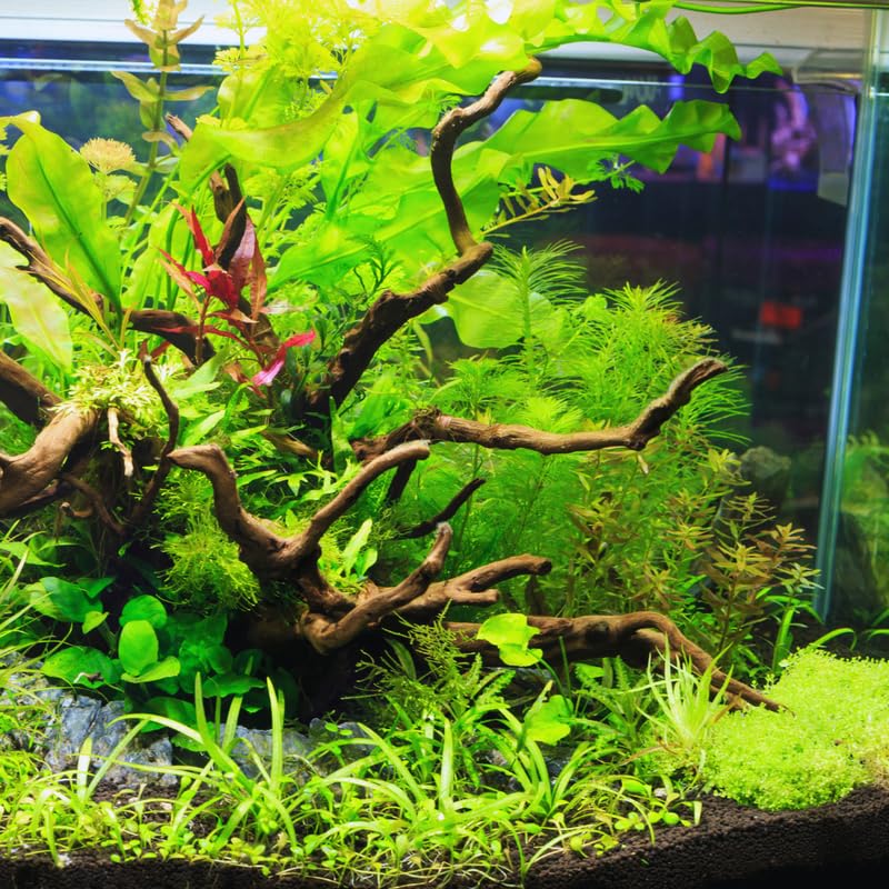 Water Wisteria Aquarium Plants Live Bundle, 4-6 Inc Tall