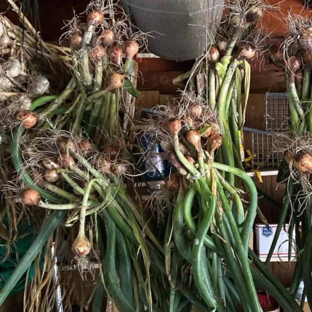 5 Hardy Walking Onion Live Plants, Fresh Vegetable Plant, 4 Inch Tall