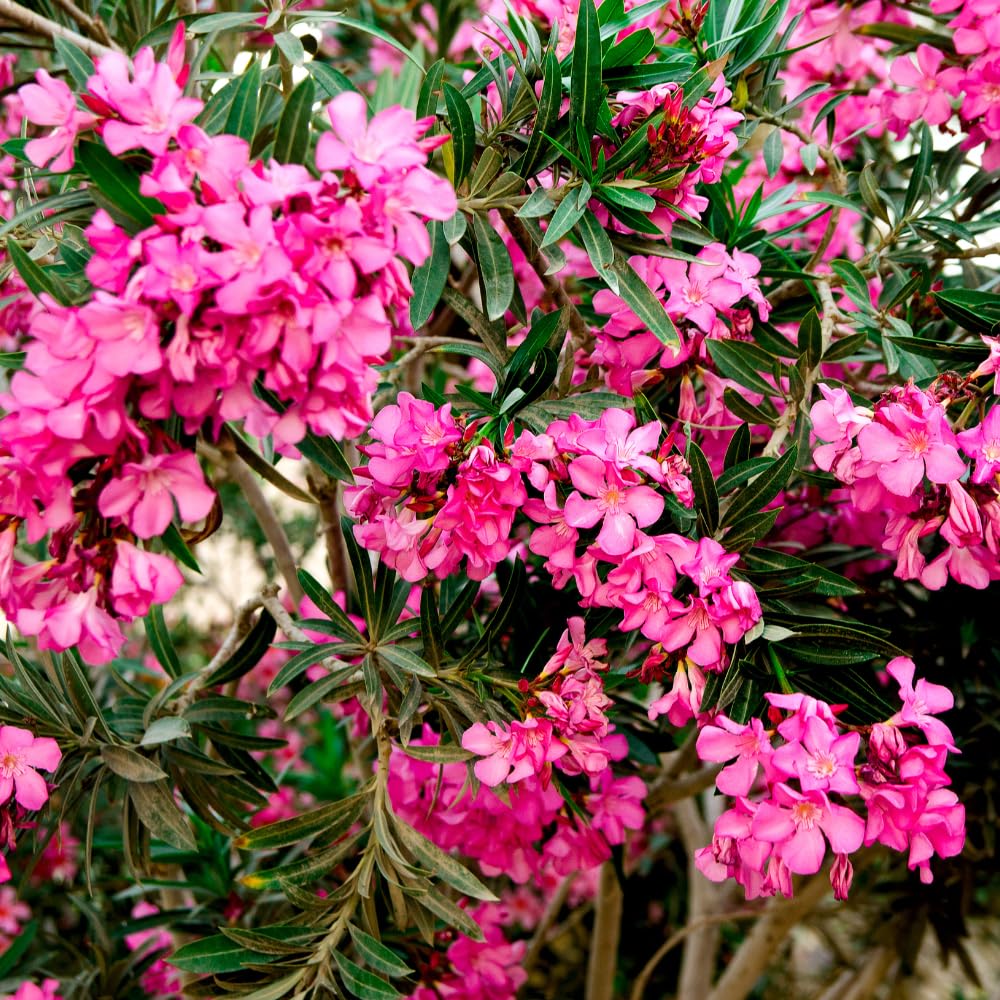 Pack 2 Pink Oleander Plants, 4-6 Inch Tall, Oleander Flower for Planting Outdoor