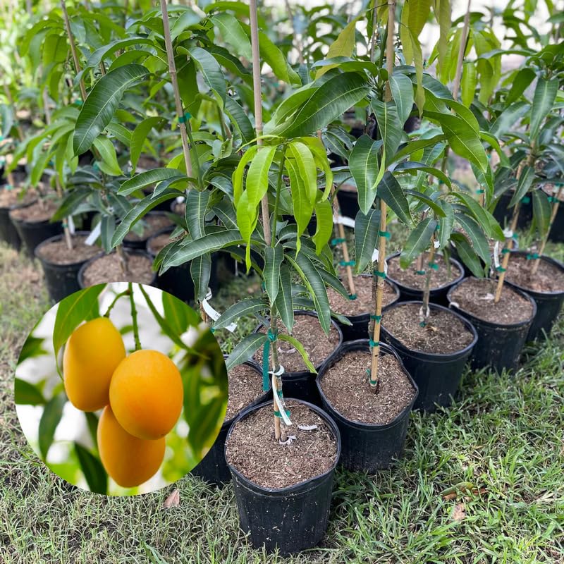 Mango Tree Live Plant, Yellow Mango Live Plant for Planting 2-3 Ft Tall, No Shipping to CA