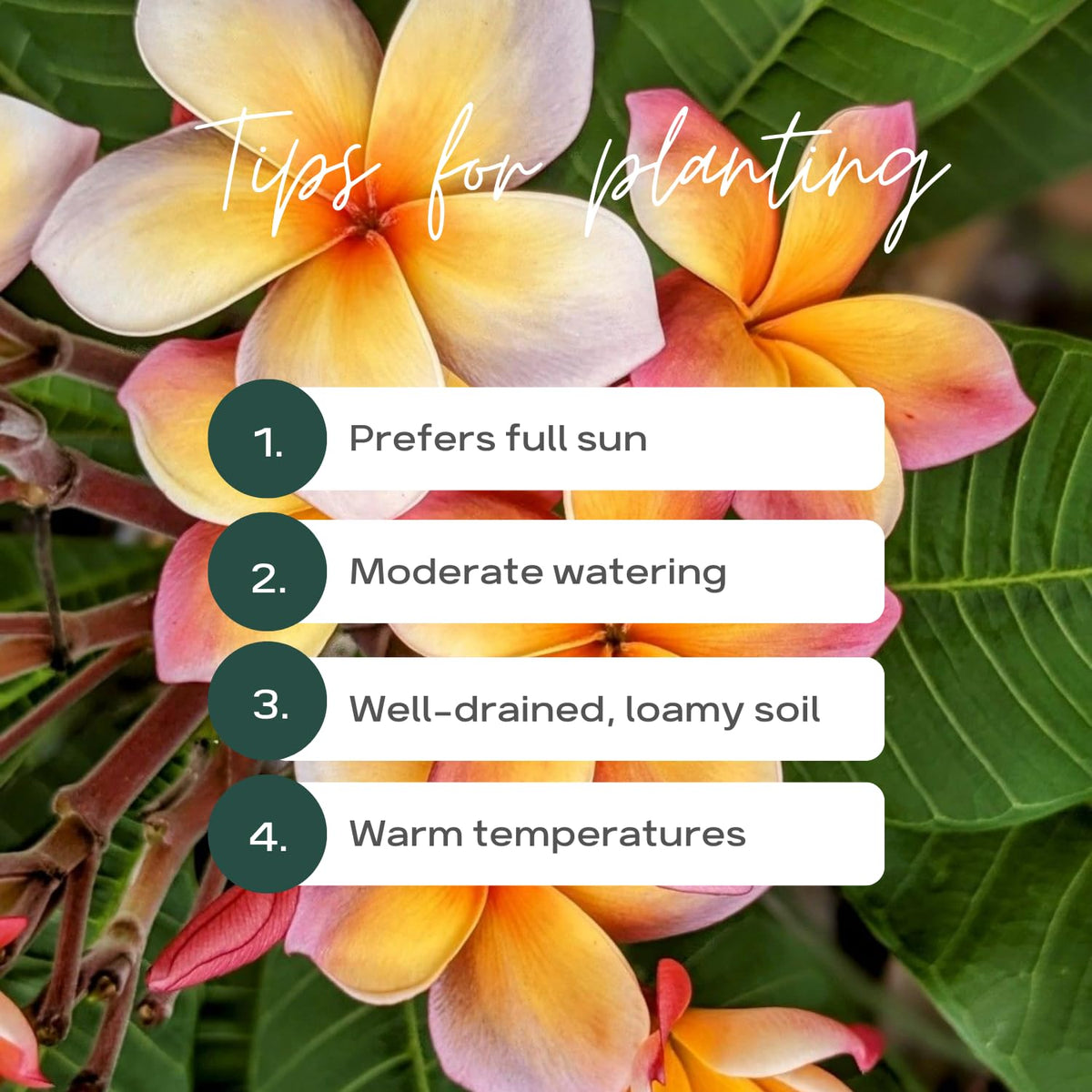 2 Plumeria Cuttings, Plumeria Frangipani Cutting for Planting Outdoor, Hardy, Fragrant Flowering Plants (Bright Pink Flowers)