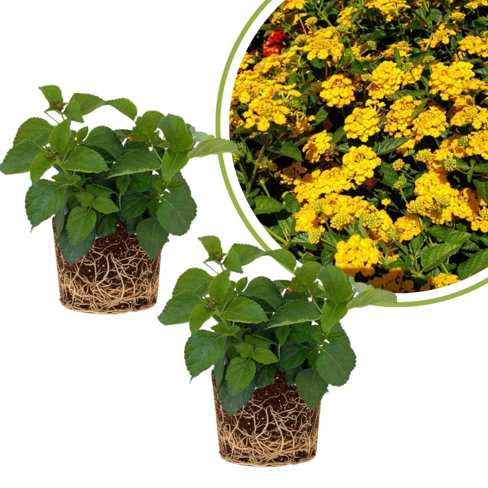 Set of 2 Lantana Plants Live, Trailing Lantana Plant, 4 to 6 Inch Tall for Planting Outdoors (Yellow)
