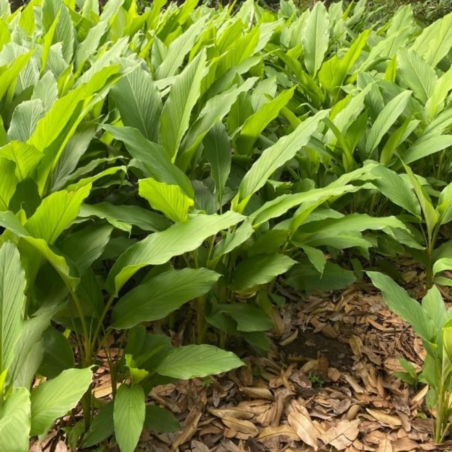 2 Yellow Turmeric Live Plants, 4-8" Tall Turmeric Plants Live for Planting Garden, Containers, Well Rooted Starter Plants