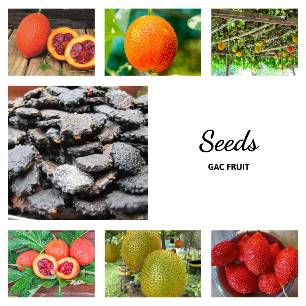 15 Rare Gac Fruit Seeds, Fast-Growing Melon Vine for Outdoor Planting, Tropical Fruit 6 Months Harvesting