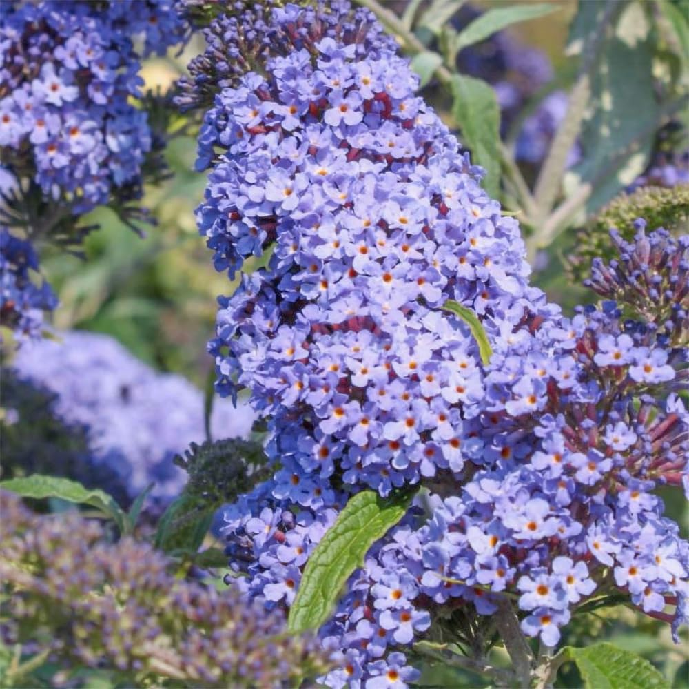 Butterfly Bush Live Plant 4-8 Inches, Fragrant Butterfly Bush Flowering Shrub Well Rooted, Outdoor Garden Planting (Purple Blue)