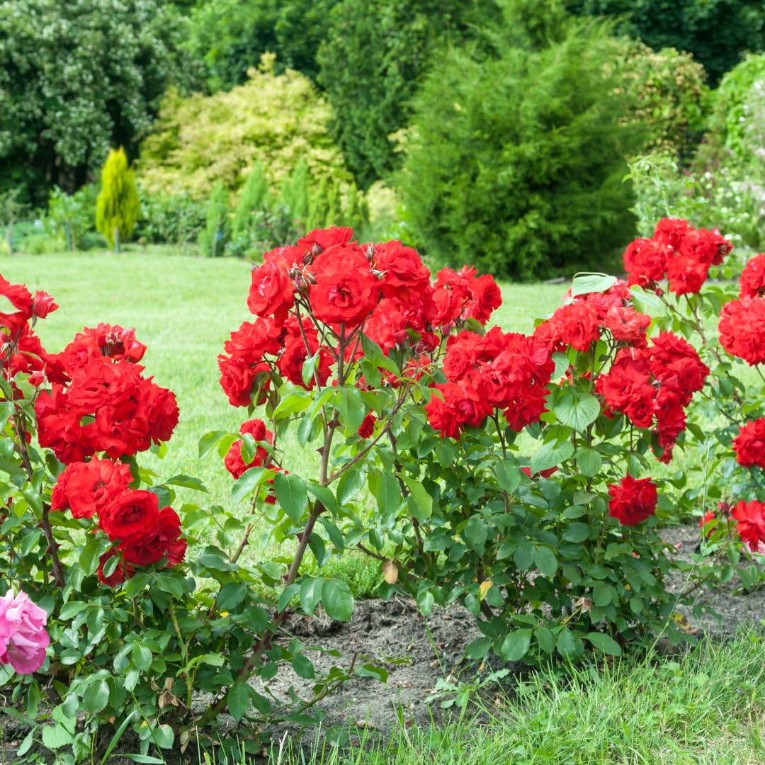 Set 4 Red Mini Roses Bushes Live Plants, Starter Live Rose, Fragrant and Vibrant Color, Zones 5 to 9, Size 5 to 10 Inches Tall