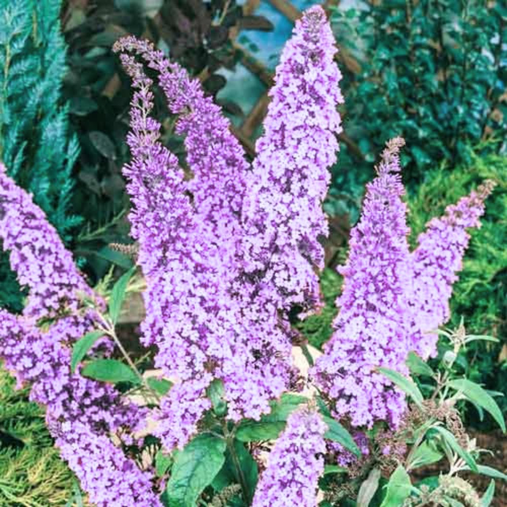 2 Butterfly Bushes Live Plants, Perennial Butterfly Bush for Outdoor Garden, Container Growing 4-7 Inches (Blue Purple)