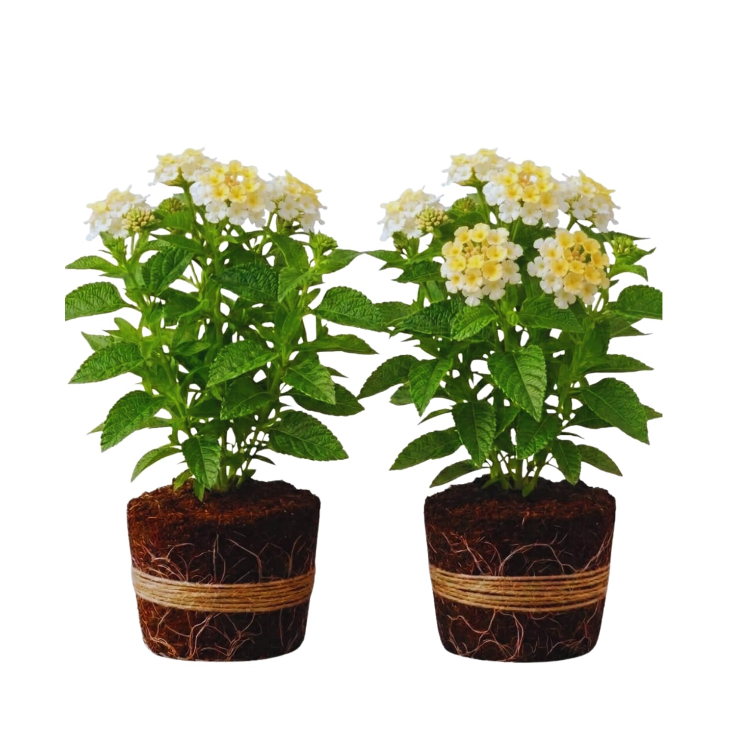 2 Trailing Lantana Plants Live, Lantana Live Plants for Planting Outdoors Between 5 and 7 Inc Long Garden (White)