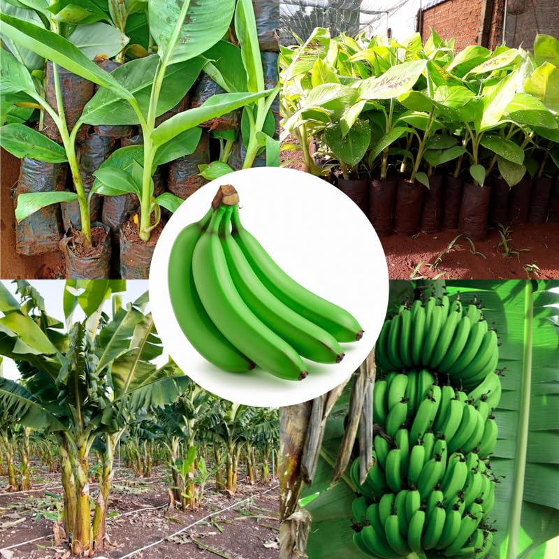 Rare Sweet Banana Plant Live for Planting, Banana Trees Live Plants for Outdoor Indoor Planting, Cold Hardy, 4-7" in Tall, No Pot, Musa Plant