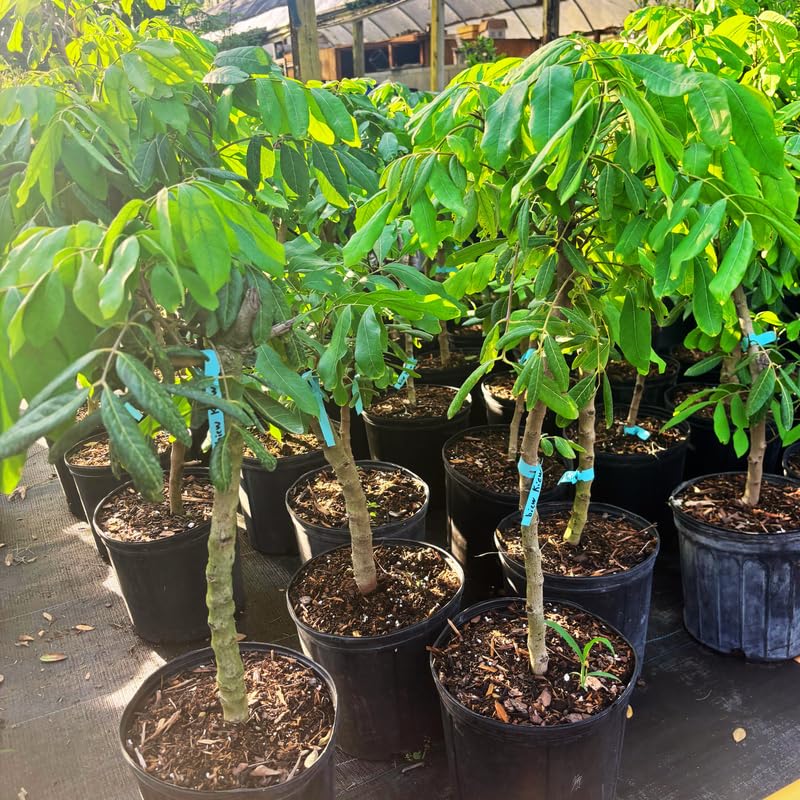 Longan Tree Live Plant, 3 Gallon Pot, 3-4 Ft Tall Longan Fruit Trees Live Plants for Growing Outdoor, No Ship to CA