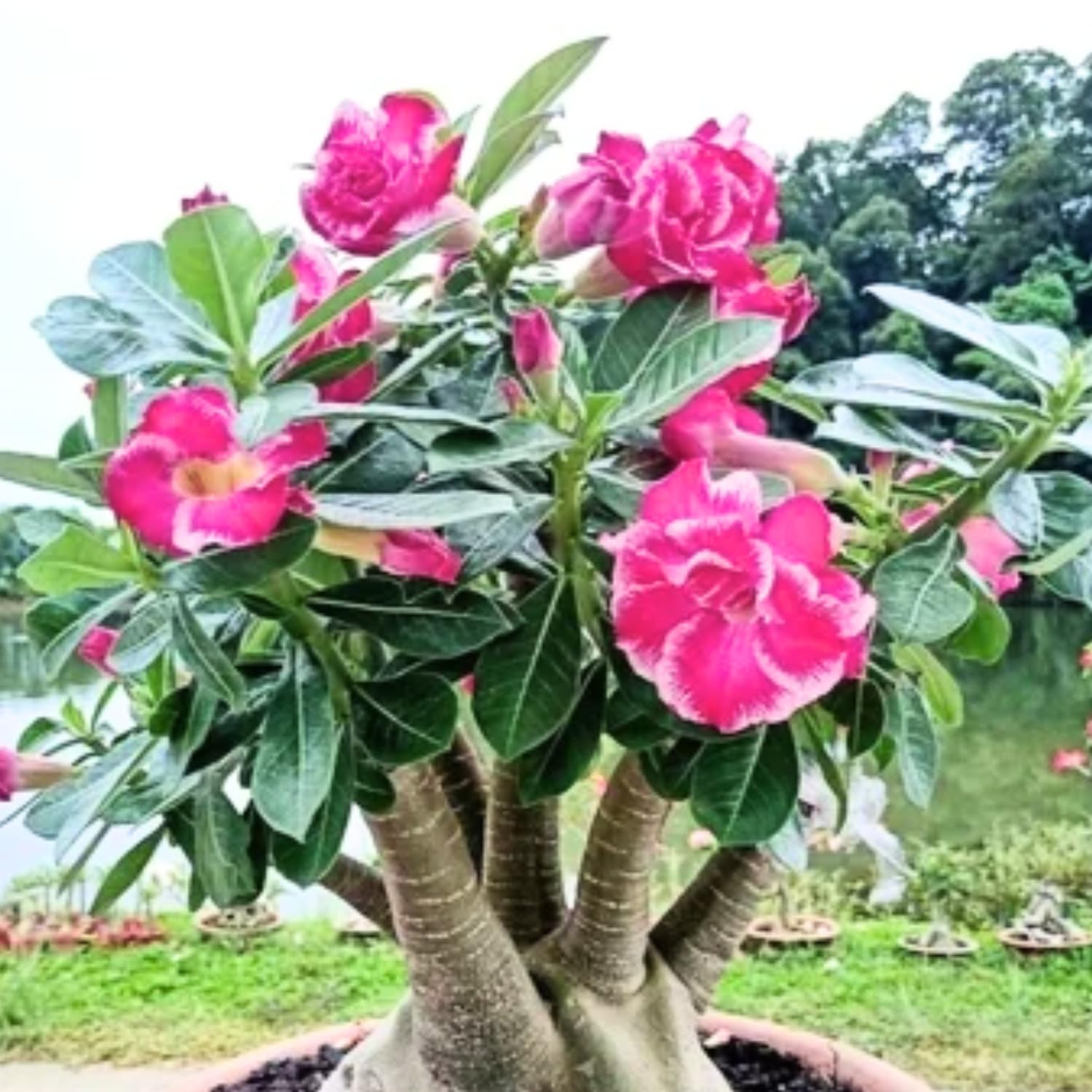 Pink Desert Rose Plant Live, Adenium Desert Rose Bushes Well Rooted, 4-7" Tall, Flowering Succulent Seedling