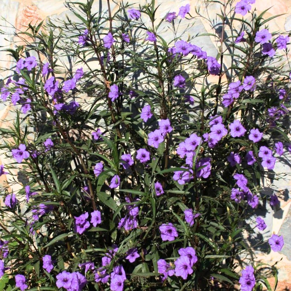 3 Purple Mexican Petunia Live Plants, Pink Petunia Flowers Seedlings, Petunias Live Plants, 4-8" Tall