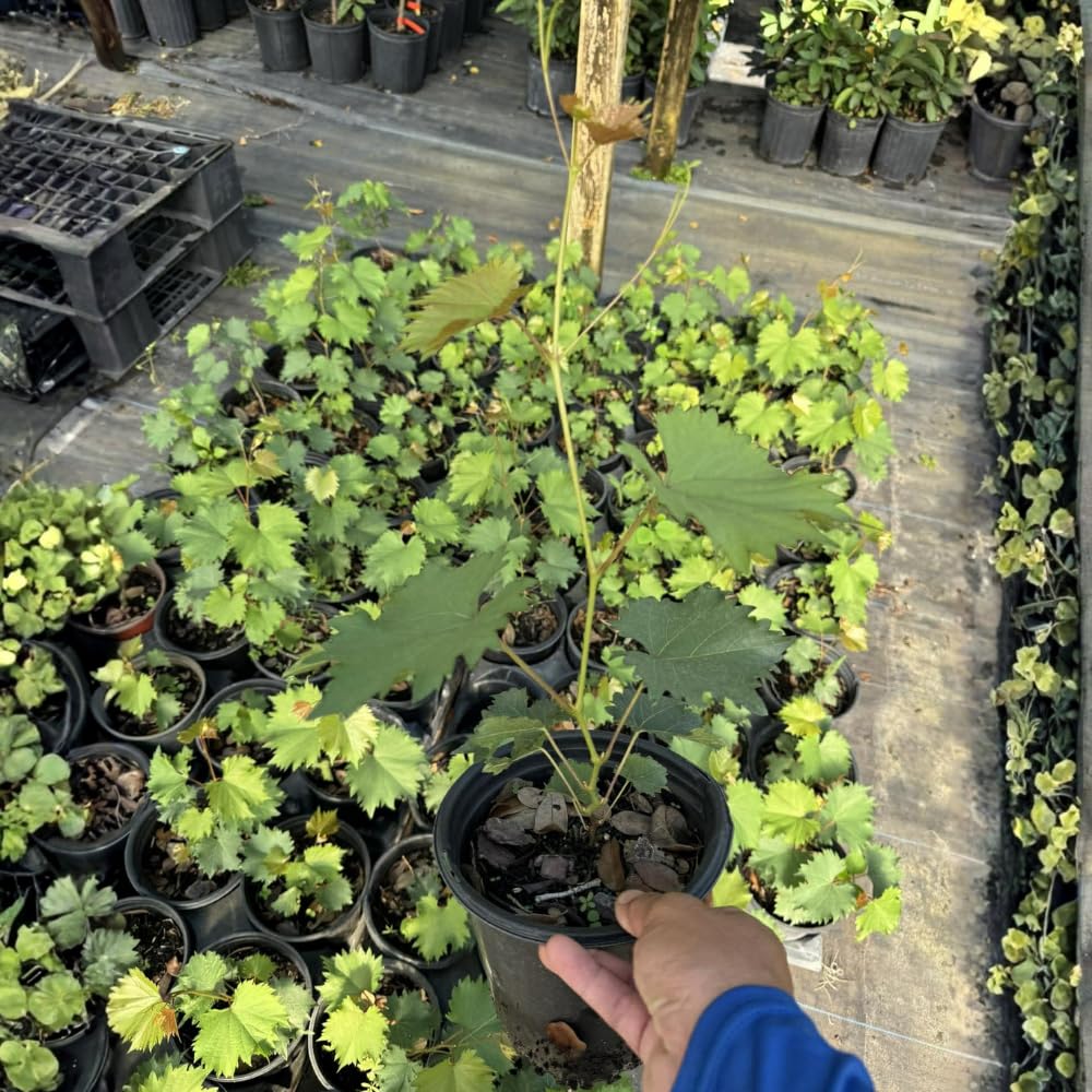 Purple Muscadine Grape Vine Plants, 20-24 Inches Tall Muscadine Grape Vine Live Plant, 1 Gallon Pot - Grapes Vine Plants for Garden, No Ship to CA