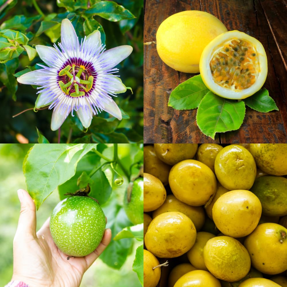 Yellow Passion Fruit Plant Live, Passionfruit Vine 4-6 Inch Tall, Edible Fruit Tree, Outdoor Garden