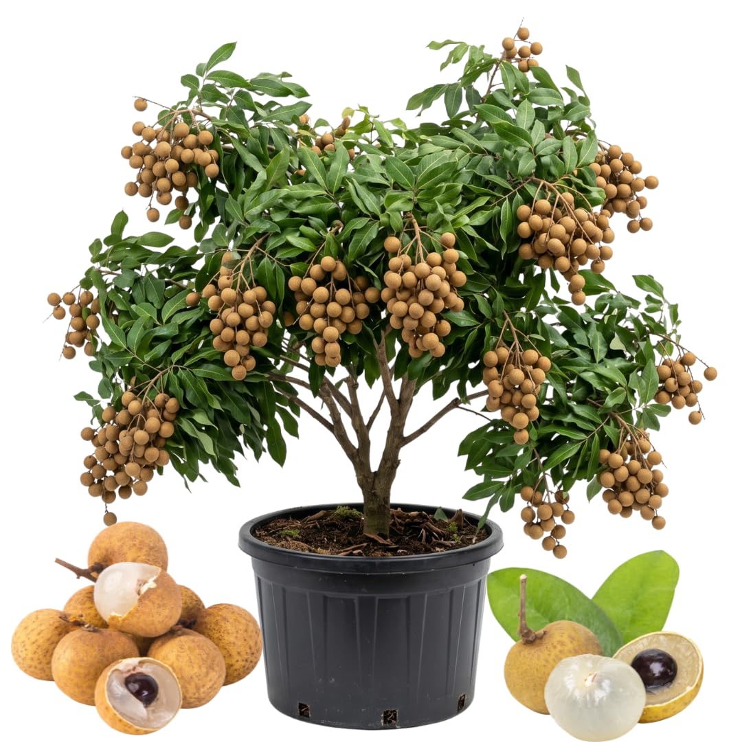 Longan Fruit Tree Live Plant, Sweet Tropical Longan Tree, 3–4 Ft Tall in 3 Gallon Pot, Ready for Outdoor Growing, No Ship to CA