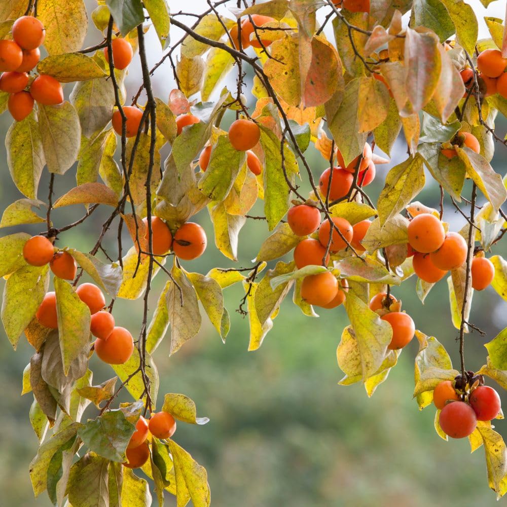 Set 2 American Persimmon Live Plant, 6-10 Inches Tall, in Quart Pot, Sweet Persimmon Plant, Fruit Bearing Tree for Outdoor Garden, Backyard, Landscaping, Dormant in Winter
