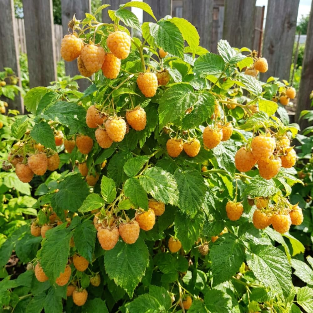 Yellow Raspberry Live Plant, Outdoor Garden Berry Plant, 4-8 Inch Tall