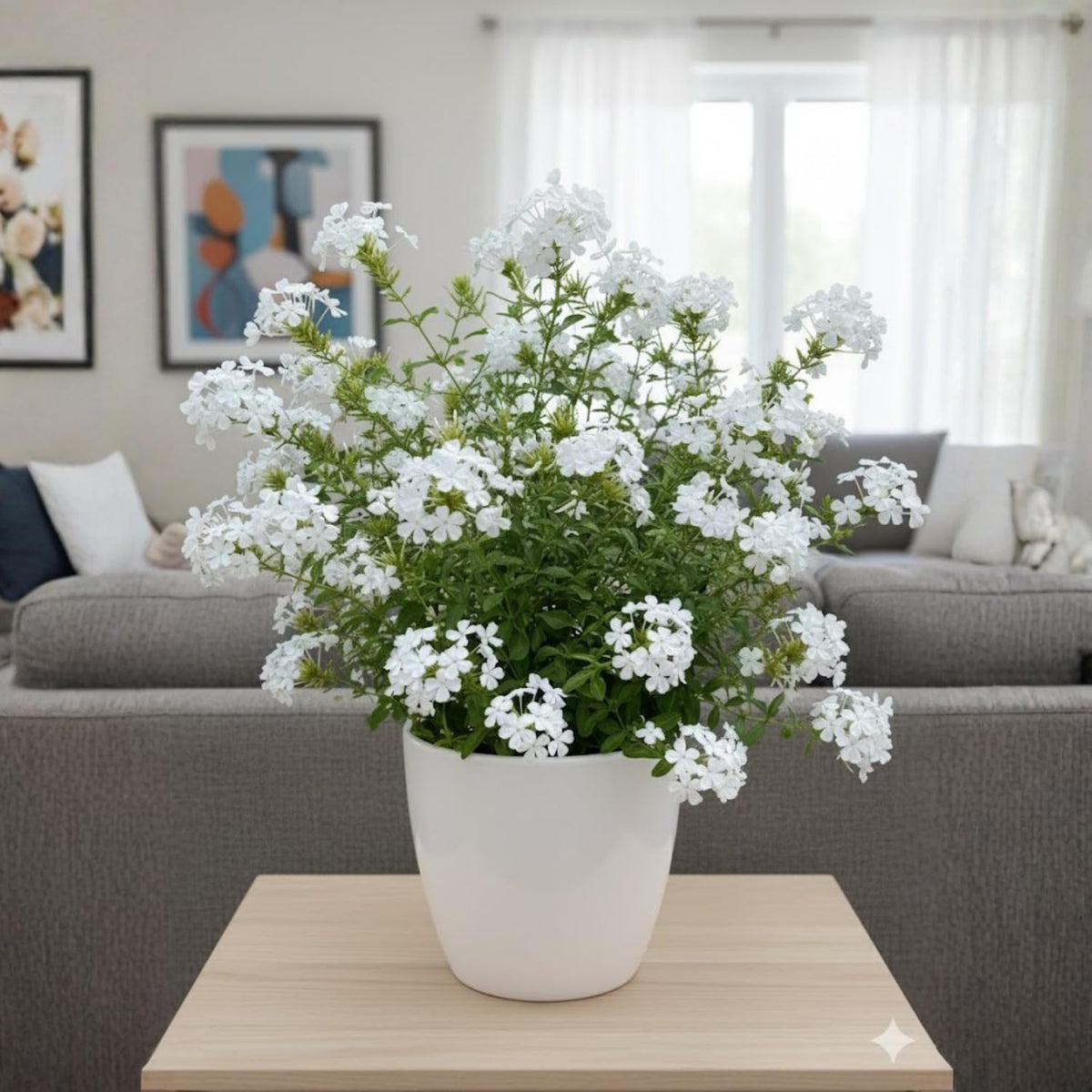Set 4 Plumbago Plants 4–6'' Tall, Vibrant Flowering Shrubs for Garden or Containers, Well Rooted, Ready to Grow (White)