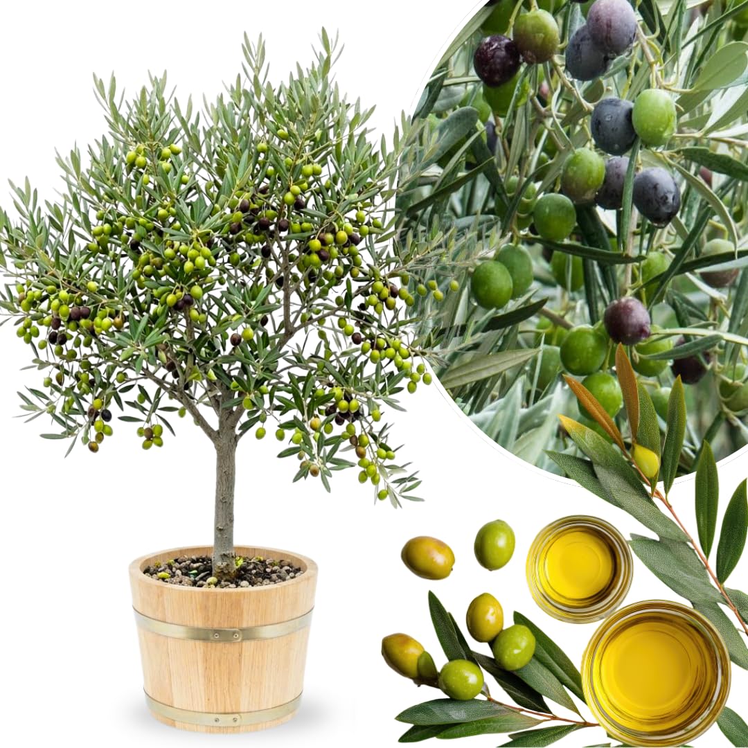 Ready Harvest Olive Tree Live Plant, 2-3 Feet Tall in Pot, High Yielding Plant Outdoor Indoor Garden, No Ship to CA