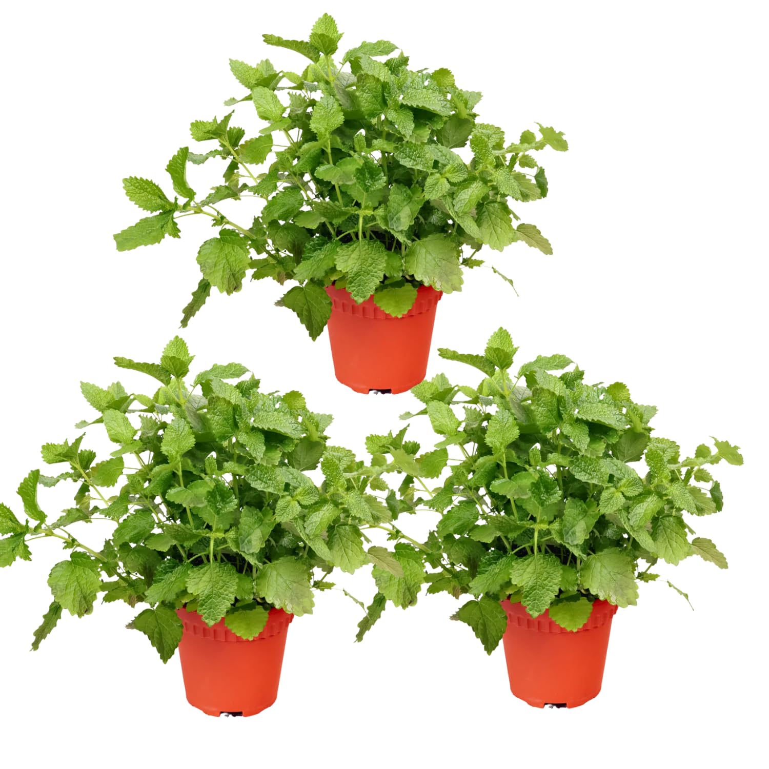 Pack 6 Lemon Balm Plants Live, Perennial Mint Lemon Balm, Well Rooted Herbs Plant 4-7'' Tall Culinary Indoor Outdoor Growing Spring