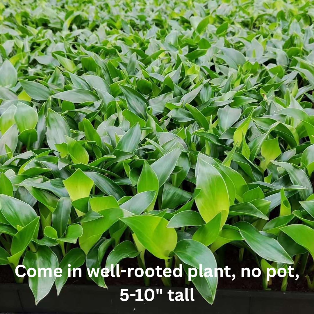 White Bird of Paradise Live Plant, Size 5-12” Tall, Strelitzia Reginae Houseplant Indoor Outdoor Tropical Plant