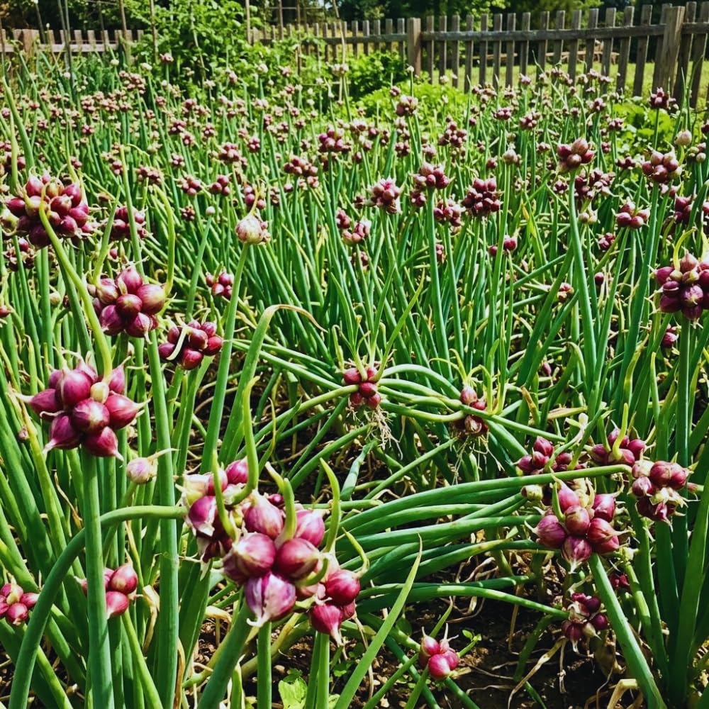 Set 20 Walking Onion Bulbs for Planting Hardy Red Onion Tree Topset Bulbils
