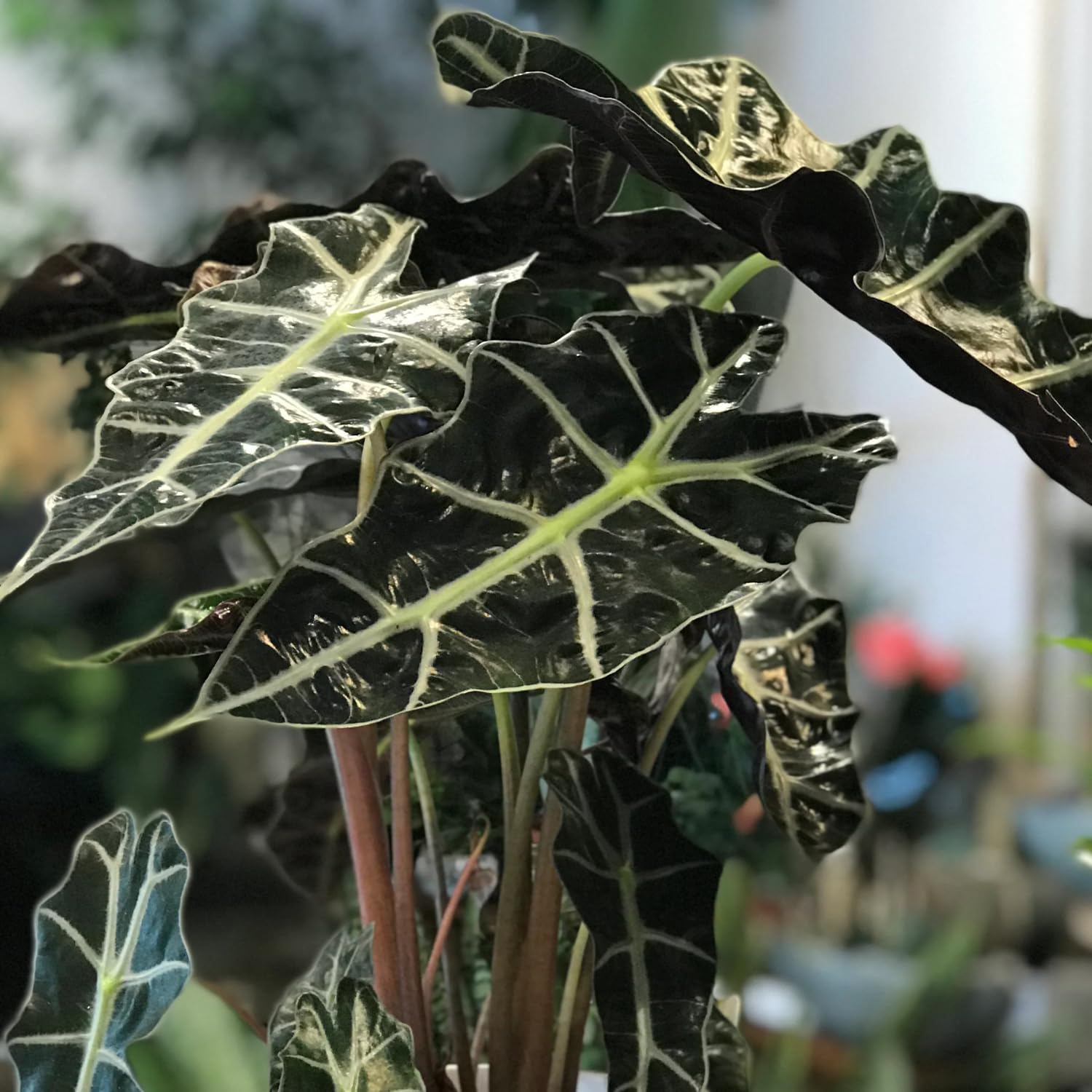 Black Green Alocasia Live Plant, Alocasia Houseplant Indoor Home Garden, Rare Alocasia Plant, No Pot
