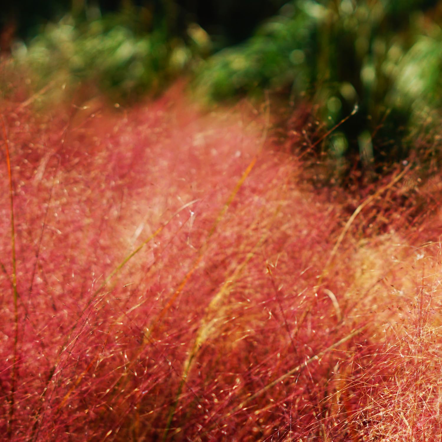 2 Ruby Muhly Grass Plants Live, Tall Ornamental Perennial Grass for Landscaping, 5-9 Inch Height Well Rooted