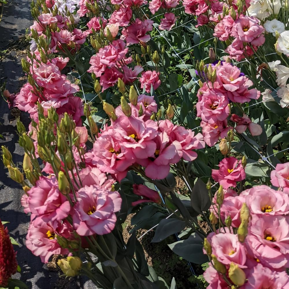2 Eustoma Lisianthus Live Plants, Lisianthus Flowers Seedlings, 2-3 Inch Tall Well-Rooted Plug, Lisianthus Plants (Deep Apricot Lisianthus)