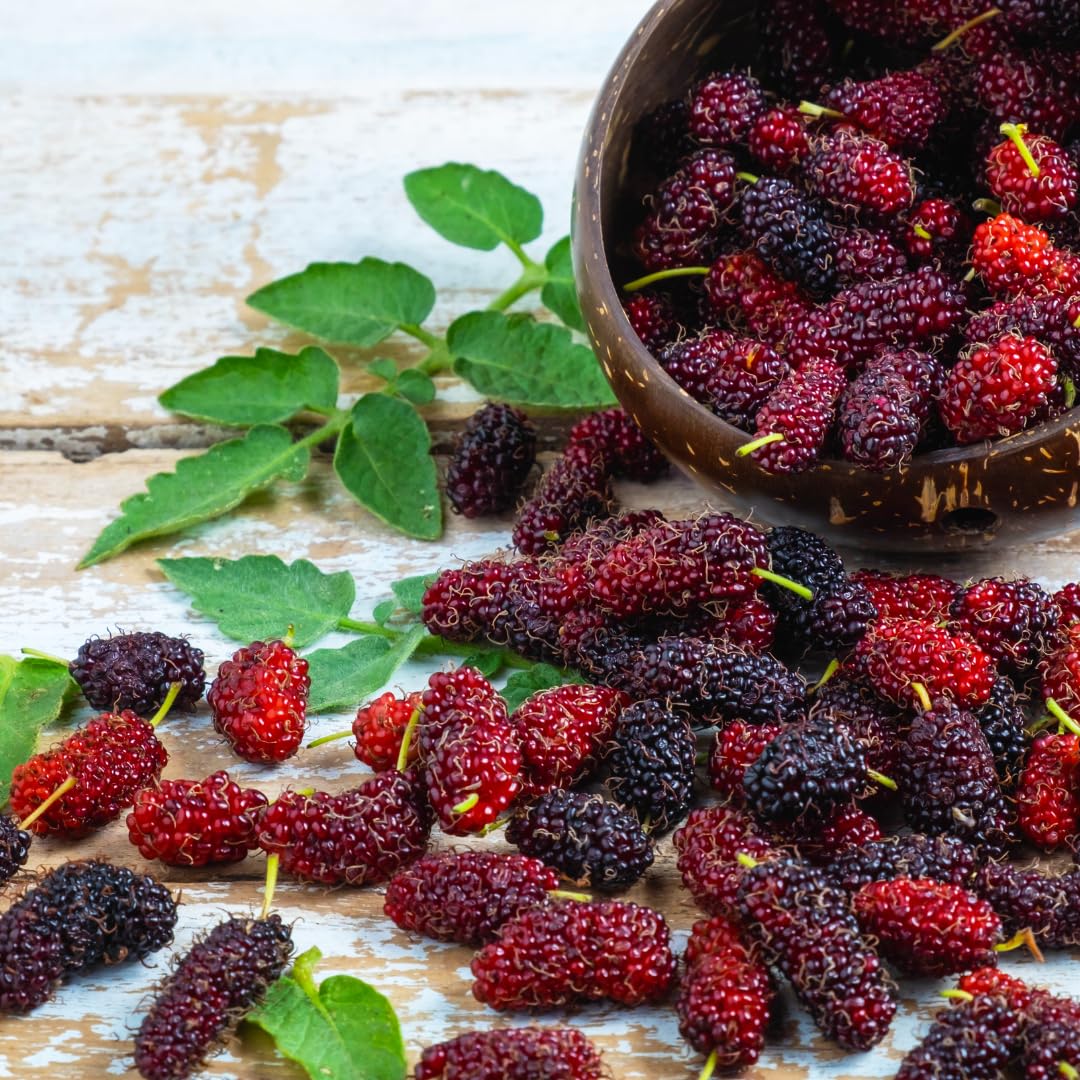Mulberry Tree Live Plant, Sweet Mulberry Plant, 2-3 Feet Tall for Outdoor Garden