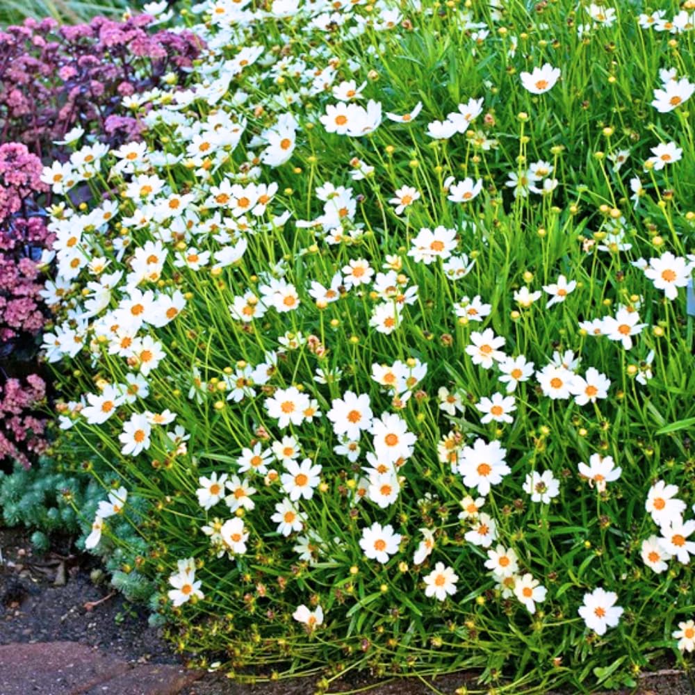 2 Coreopsis Live Plants, Mix Coreopsis Perennial Flowers Well Rooted Plug 3-5" Tall, Tickseed Plants Live