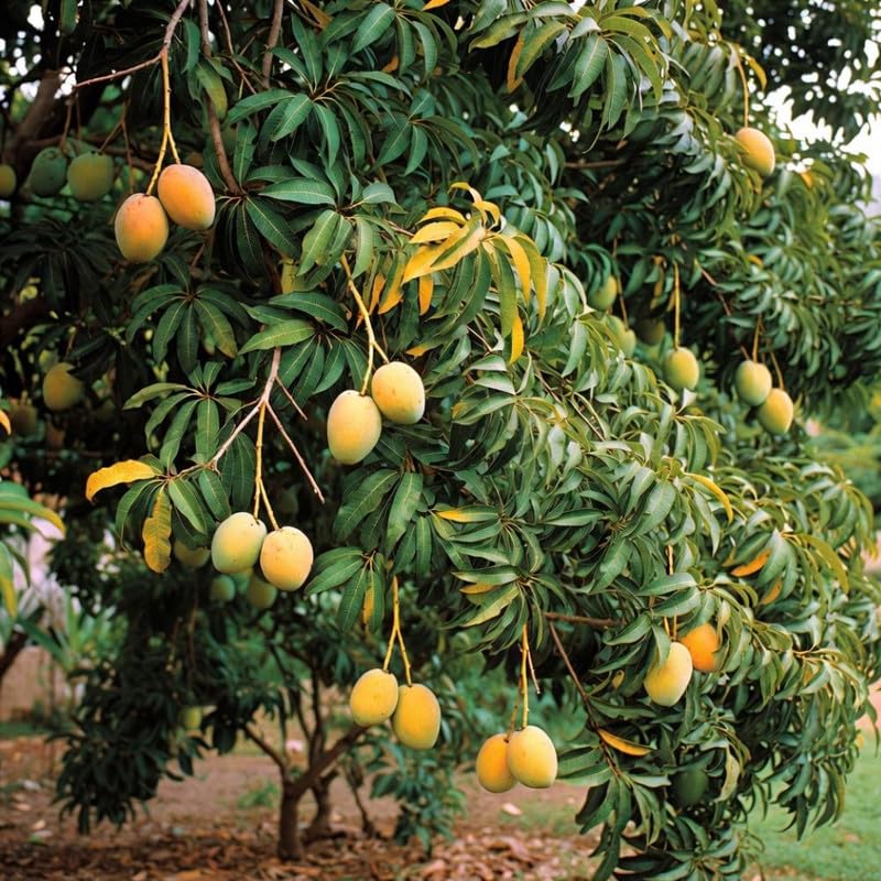 Mango Tree Plant for Planting Outdoor 2-3ft Tall, 3 Gallon Pot, Mango Tree, 2 Years Old Ready to Bear Fruit, No Ship to CA