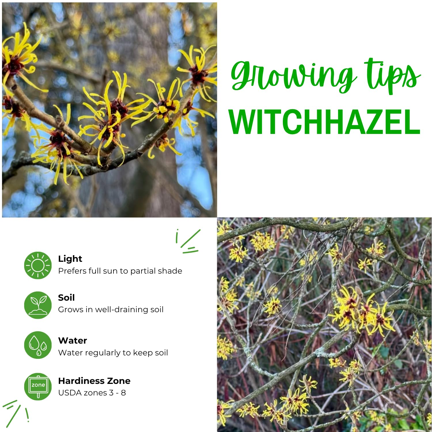 2 Witchhazel Bare Root Plant Live, Yellow Flowering Bushes, 12-16'' Tall, Witch Hazel Plant for Outdoor Garden